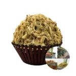 Potted flowers succulent long fiber sphagnum moss new zealand wholesale natural dried dry sphagnum moss peat moss for plants