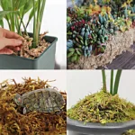 wholesale Potted flowers real natural dried dry sphagnum peat moss for plants sphagnum moss new zealand orchid pet pavement 10kg