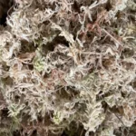 OEM Custom 10KG Phalaenopsis Dendrobium officinale Gardening Materials Sphagnum moss New Zealand Dried Chile For Plant Exporter