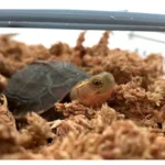 OEM Custom 10KG Phalaenopsis Dendrobium officinale Gardening Materials Sphagnum moss New Zealand Dried Chile For Plant Exporter